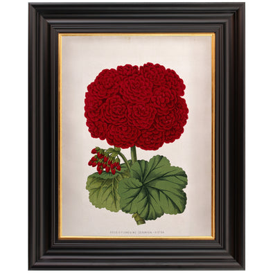 Double-Flowered Geranium - Framed Botanical Print