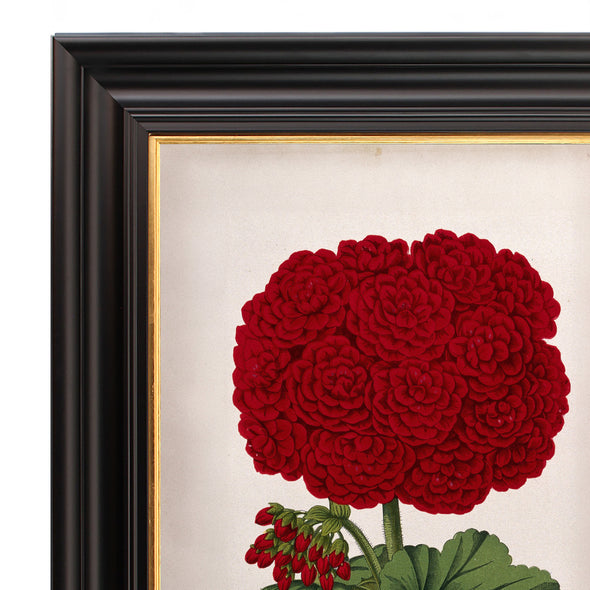 Double-Flowered Geranium - Framed Botanical Print