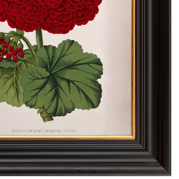 Double-Flowered Geranium - Framed Botanical Print