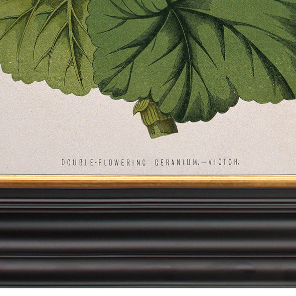 Double-Flowered Geranium - Framed Botanical Print