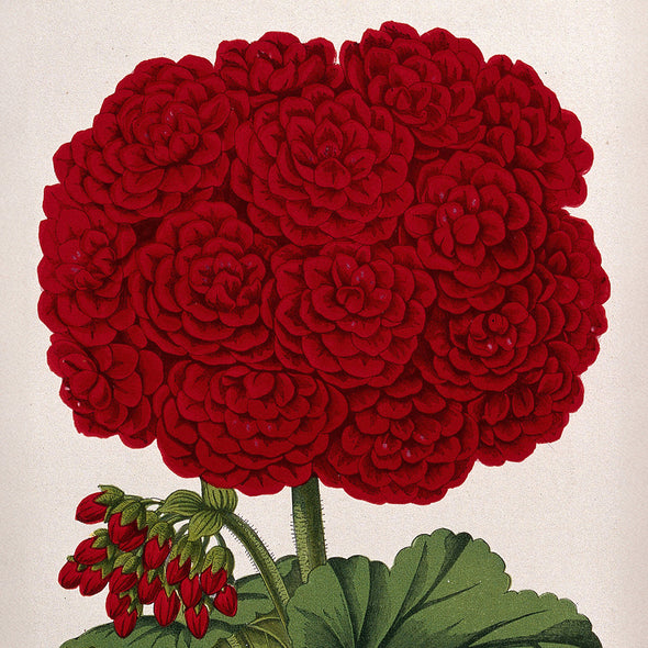 Double-Flowered Geranium - Framed Botanical Print